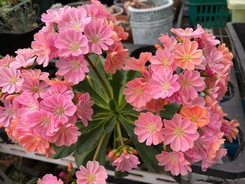  #耐热#家里阳台养此花，花开成瀑布，耐旱耐热鲜艳动人，鲜艳漂亮，超美
