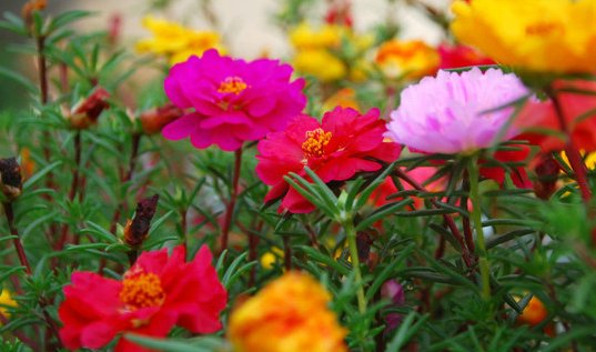 「养活」这些花朵特别好养活,生命力顽强,就是养不死花朵,适合懒人养