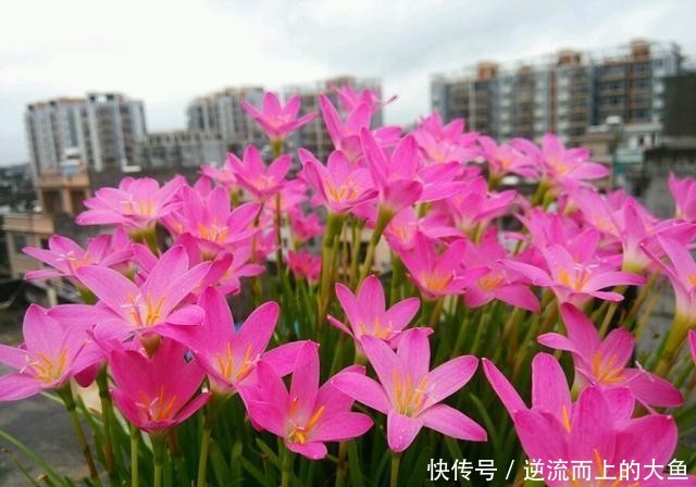  「栽培」此款球根植物，种植很简单，一年开花很多次，花色美丽，值得栽培