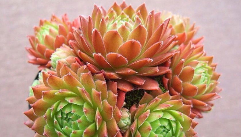  『花园』喜欢养护花卉，就选这5款花，全年开花不断，阳台变成“小花园”