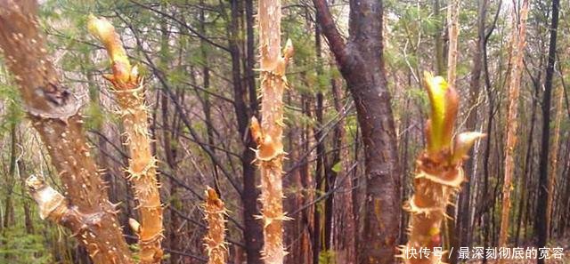 过去农民见到就砍的树，现在被称为“美味山珍”，价值十分珍贵！
