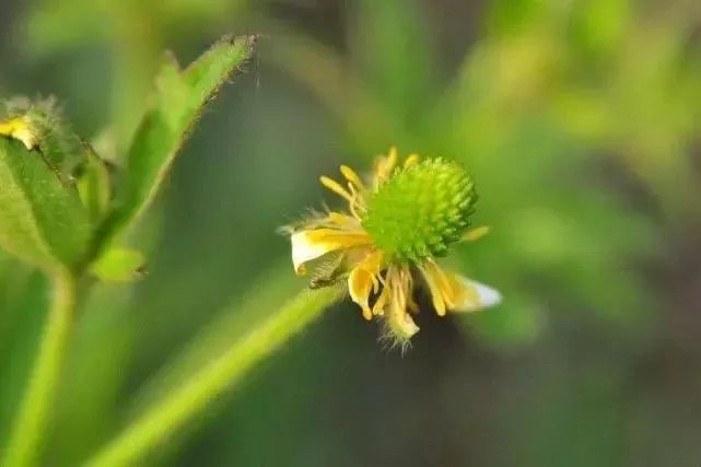  药用价值■农村茅厕边野草，人称“水杨梅”，农民见到就烦，但