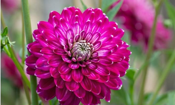  「花径」开花最大的花，花径比人脸还要大，花色绚丽多彩，美让你窒息