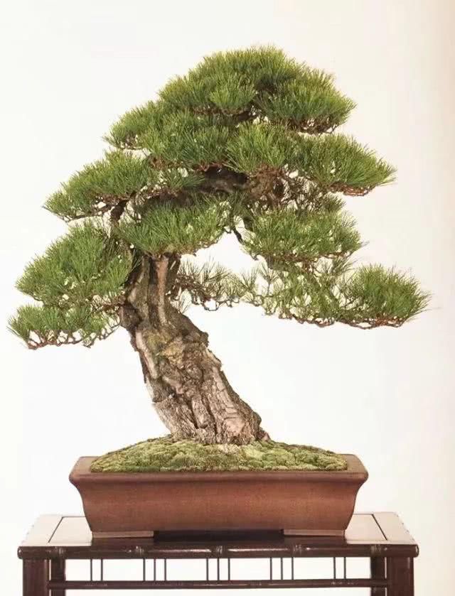 『感悟』盆景人感悟:勤奋,成就生活之美!