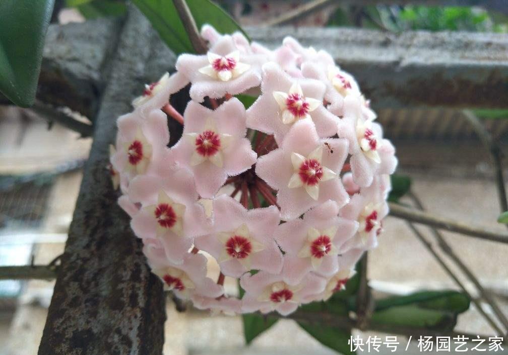 『爱之蔓』5种耐阴花,没光也能嗖嗖长,在家就能养成绿帘子