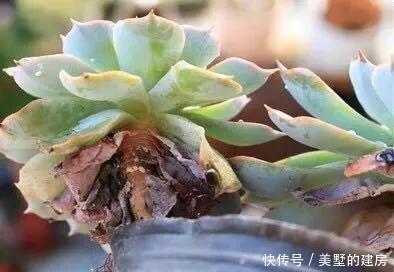 适合|5种花,真心不适合养“屋里”,喜欢可以养室外,更好