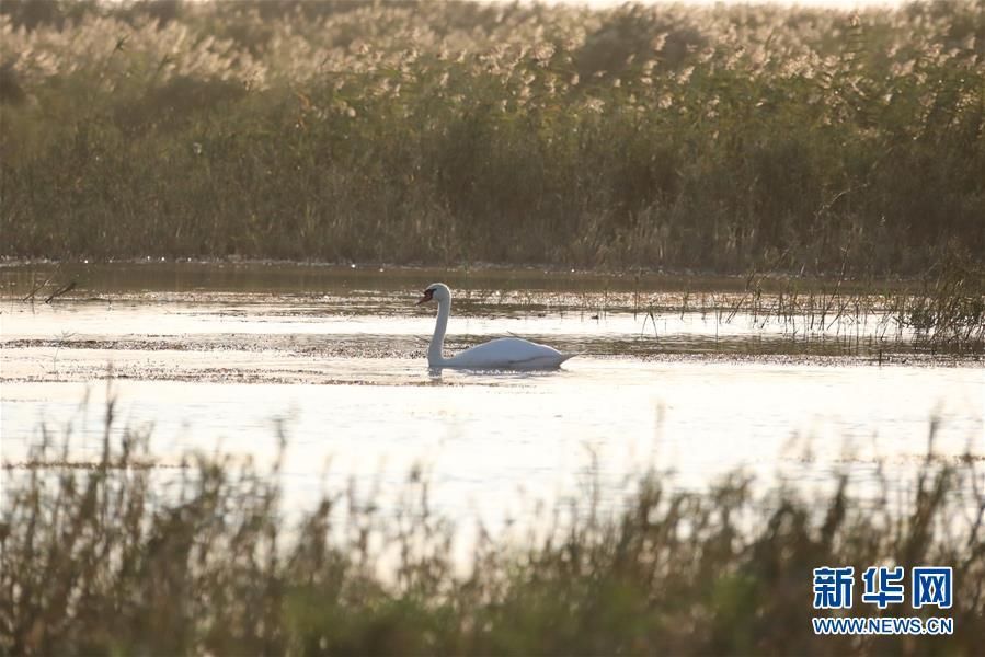  「生态」黄河生态补水“救助”乌梁素海——乌梁素海生态治理见