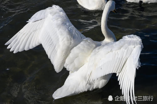  「威海荣成天鹅湖公园」从西伯利亚飞过来的大天鹅，与国内的天