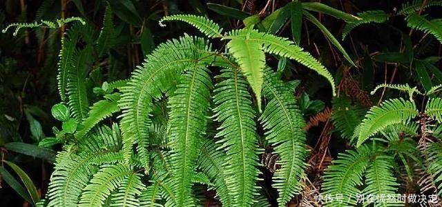  「殊不知」农村山区常见的野草,以前拿来当柴烧,殊不知称为探金草！