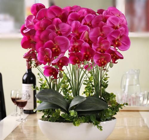  『漂亮』在室内养护花卉，就选花大色艳，开花翩翩起舞似蝴蝶的花卉，漂亮