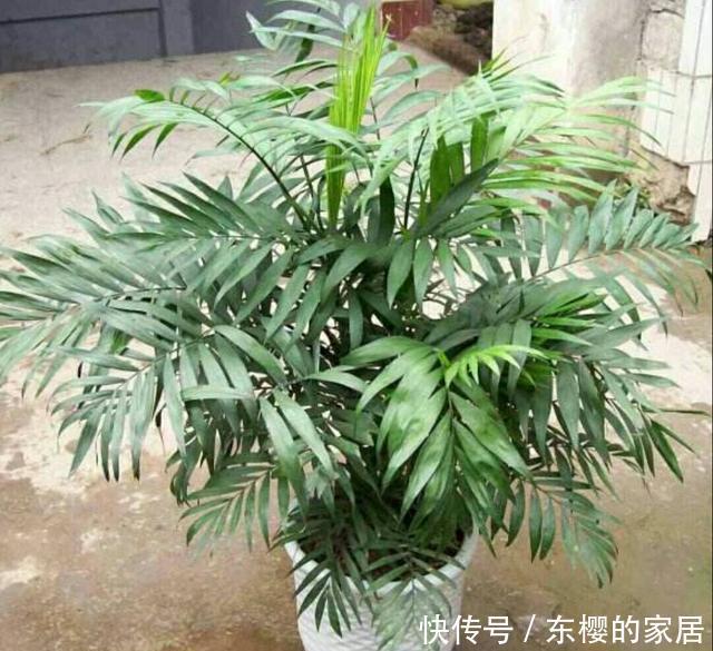 袖珍椰子|室内养什么植物好?袖珍小椰子枝叶秀美、四季常绿,观赏性强