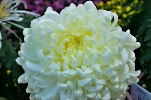  【月光】喜欢菊花，就养盆“菊中珍品”太平之月光，似幽泉抱月，冷香素韵