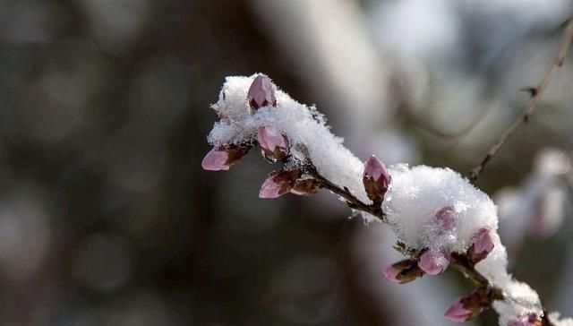  草原■「原创散文」三月的雪