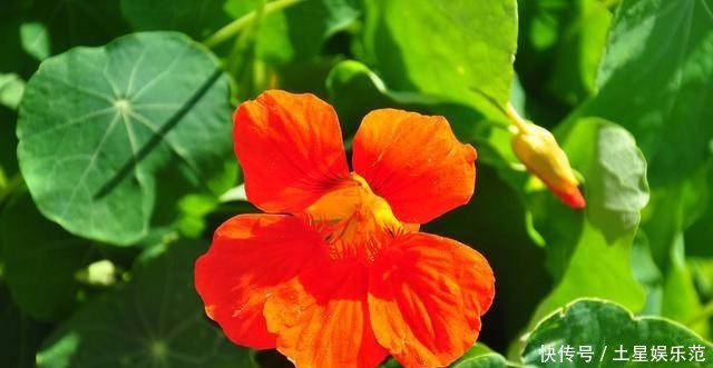旱金莲@这花一开花就停不下来,爆盆力满满,四季开花真漂亮
