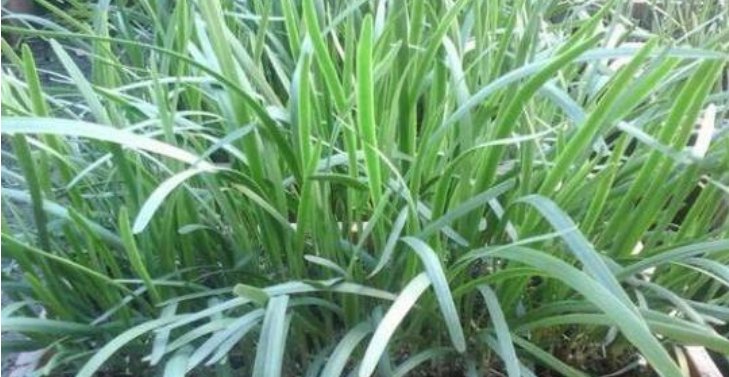  『阳台』别人养花我种菜，4种菜种阳台，随吃随摘，绿色方便又漂亮！