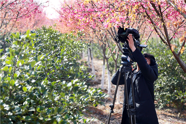 美不胜收,这张龙游赏花地图,赶紧收藏
