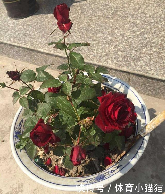 远嫁农村，晒婆家为我准备的婚房，城里倒贴200万也不换！