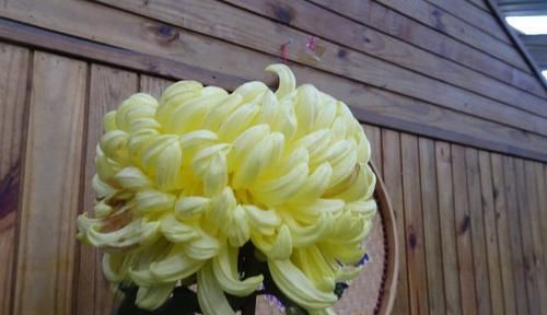  「珊瑚果冻」喜欢玫瑰，不如养盆“国华系列”国华典礼，花开妖娆，高贵优雅！