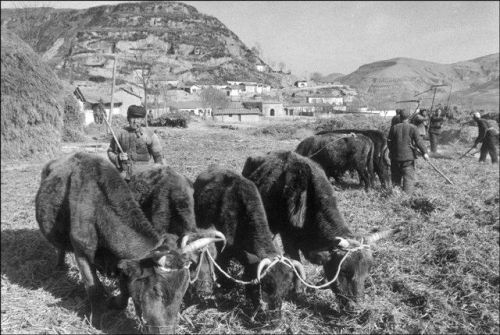 外国摄影师镜头下的1960年代延安