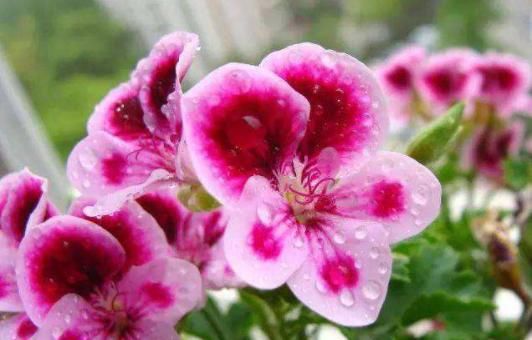  [室内]4种“劳模花”，花期365天全年不休，养在室内一整年都有花赏
