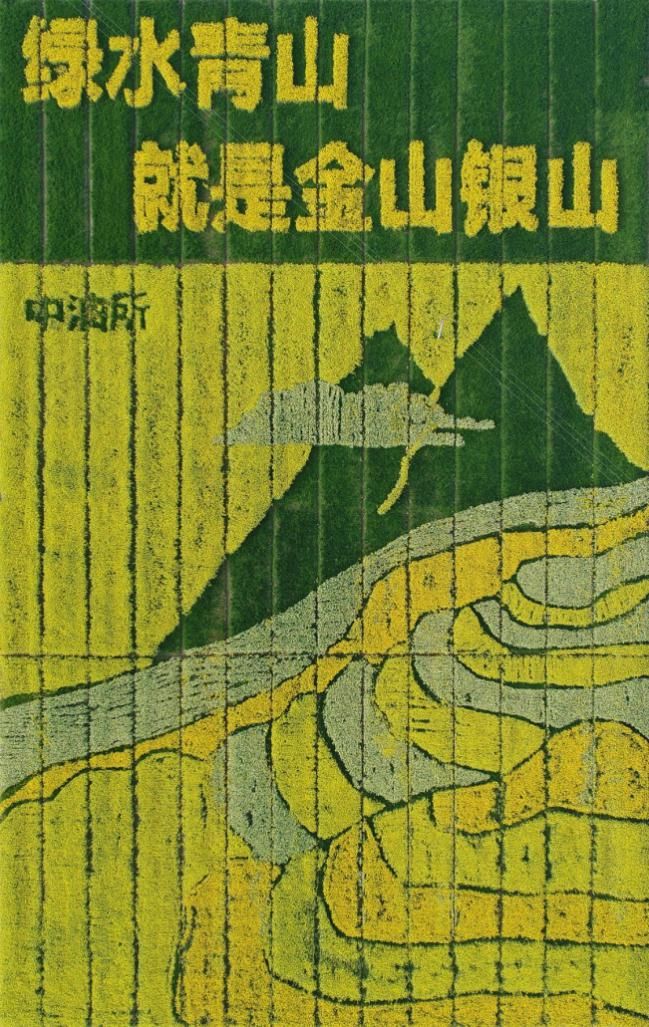  『田间』在田间作画 农科院油料所创作油菜画卷