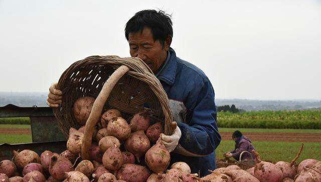  「红薯」5万斤红薯全部收获，却堆在家里卖不掉，老农：这可咋办