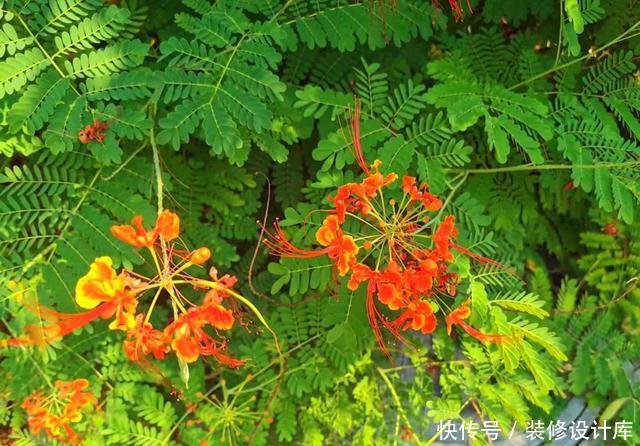 『不难』第一次见到长得这么像凤凰的花,可惜北方只能盆栽,养起来不难