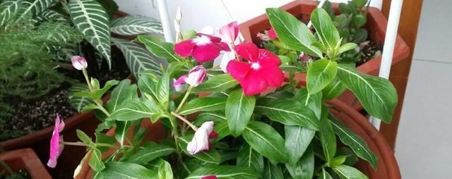  『枝繁叶茂』养四季梅这样修剪一下，开花多四倍，枝繁叶茂，一盆种出很多盆