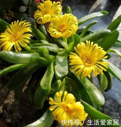 『种多肉植物』此花长着“绿舌头”,越晒叶子越绿,养得好长成绿玛瑙,颜值高
