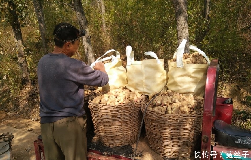 农民不种大蒜种这货，一亩地产6500斤，3元一斤的市场价年入2万元