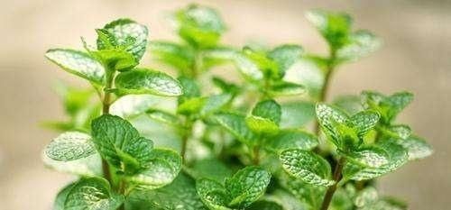  「香味」这些植物种出来可以当成香料，做菜的时候放上一把，色香俱全！