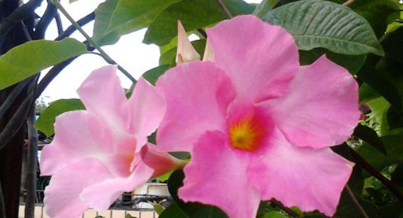  『生机盎然』春天家养此款花卉，花开爆满一次成花海，生机盎然，娇艳美不胜收