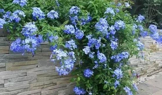 『溶液』养殖花草需''水溶肥''?不要再花钱买了,用它们就能轻松制成