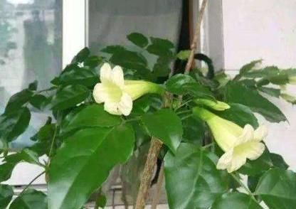  「让它」你见过幸福树开花吗？平时做好“2件事”，开出小喇叭，太漂亮了