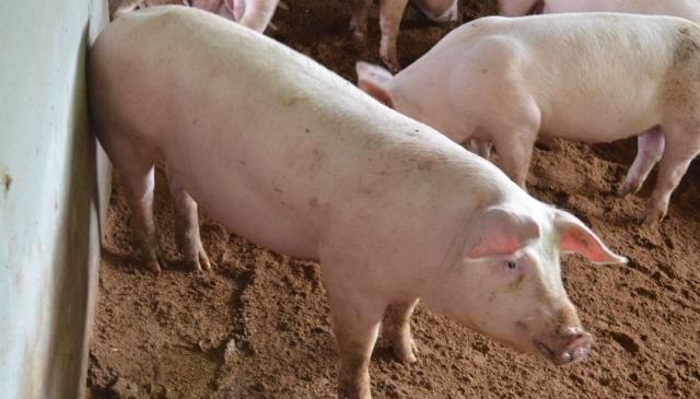 专家说房子涨价是好事，那今猪肉涨价是好事吗？农村小哥回怼专家