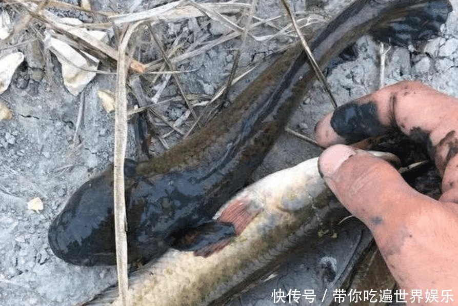 蛇头鱼入侵广东多地出现“蛇头鱼”，专家因水质变好才出现