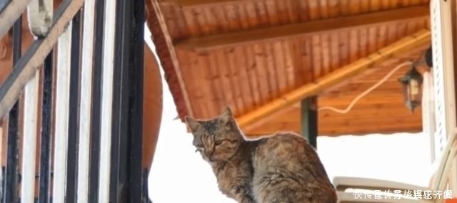 奶奶■瘦弱老猫流浪多年,因一碗剩饭而“隐居”村庄,每天凌晨叫醒奶奶