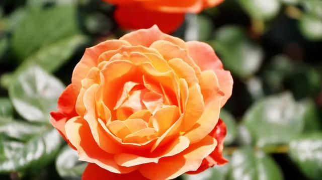  「开好」井研县丨花都开好了！10000余平方米月季花等你来赏