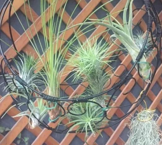  卫生间养■厨房、卫生间，就养6种花，清新去异味！