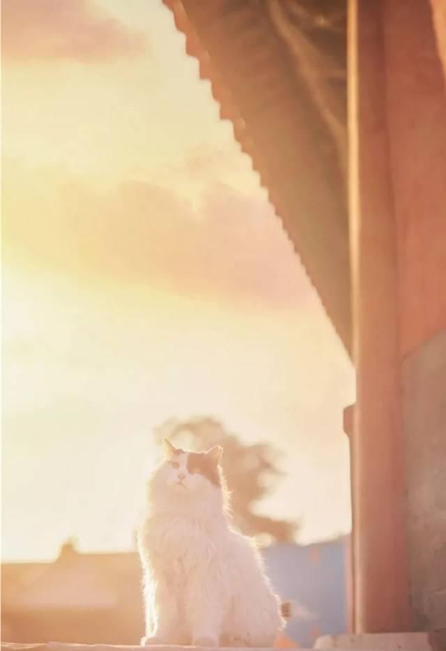 一年 30 多趟故宫，只为拍摄超赞「故宫猫咪图籍」！