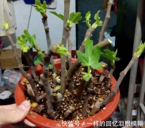 『寓意』路边4种树,掰个枝条就生根,做成盆栽寓意好,观叶赏花还好吃