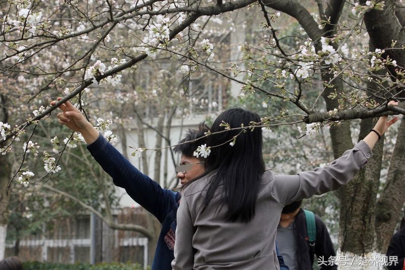 樱花季武汉大学拥挤成公园 游客不文明行为频