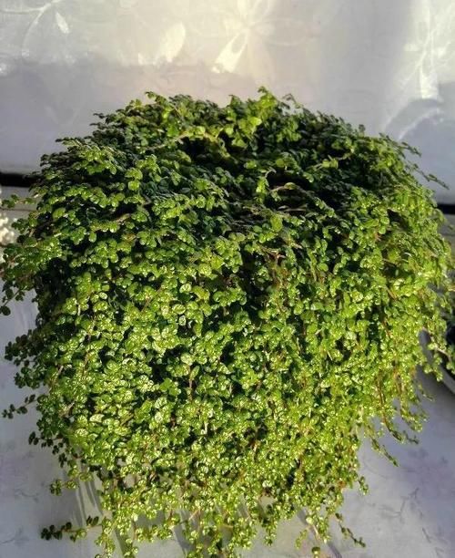 「耐阴」耐阴又漂亮的观叶盆栽,档次高、有格调,叶子比花还美的植物!