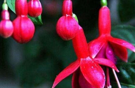  「花帘」倒挂金钟成“花帘”，就靠10天一口“它”，花儿蹿得快，盆盆爆满
