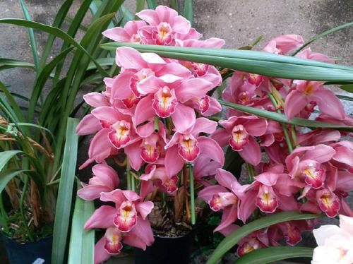  『花香』喜欢养花，不如养盆伽蓝花，枝繁叶茂，花香芬芳惹人爱