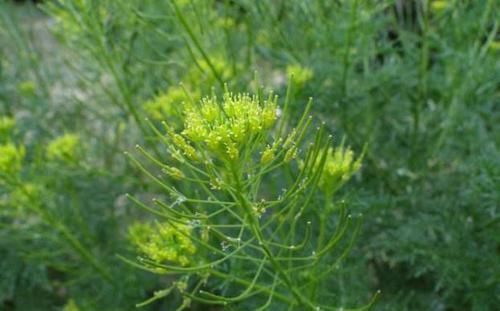  『植物』田沟里一种“野油菜花”，是喂羊饲料草，殊不知城里卖10元1斤