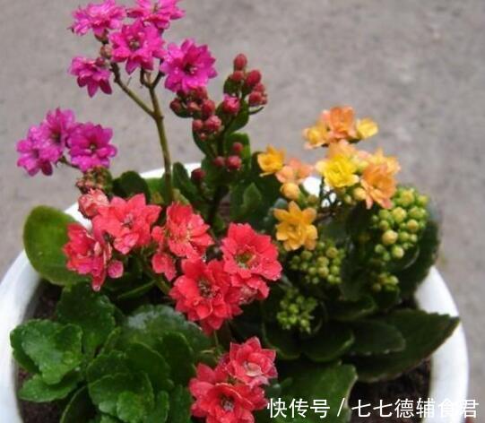  「天向它的叶」这“5种”花，秋天多多喂点“水”，生长呈现“爆发”式，忒旺了