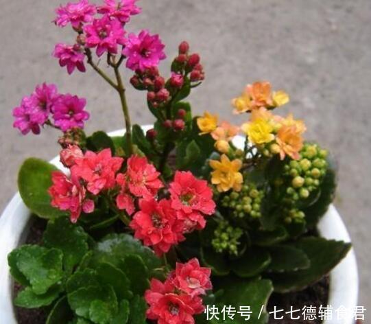 「天向它的叶」这“5种”花,秋天多多喂点“水”,生长呈现“爆发”式,忒旺了