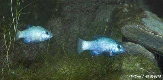 沙漠中的水生动物——沙漠鱼