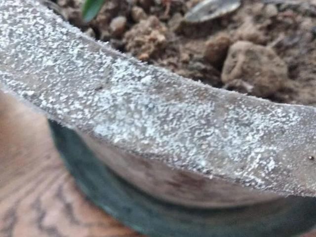  ＂x＂:＂0＂在家自制壮根水，7天浇一次，养出白胖萝卜根！